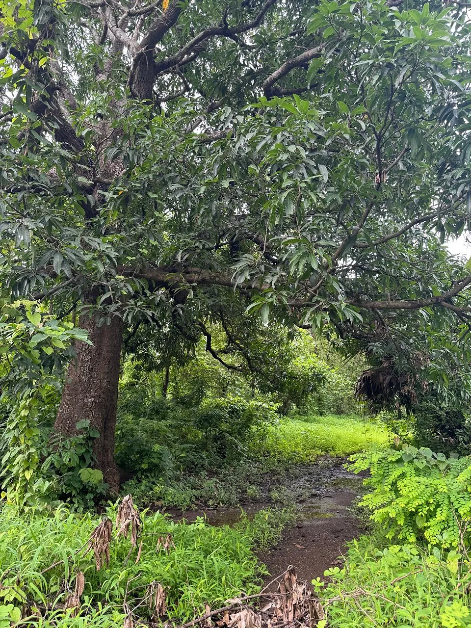 मंदाकिनी हिल ट्रेक