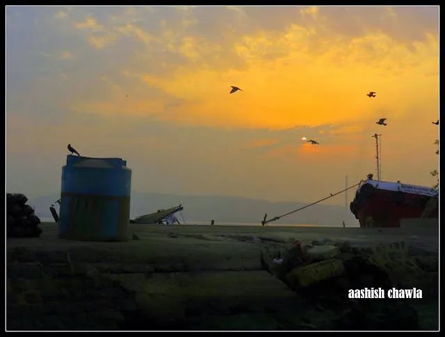 Flamingo Watch at Sewri Mudflats