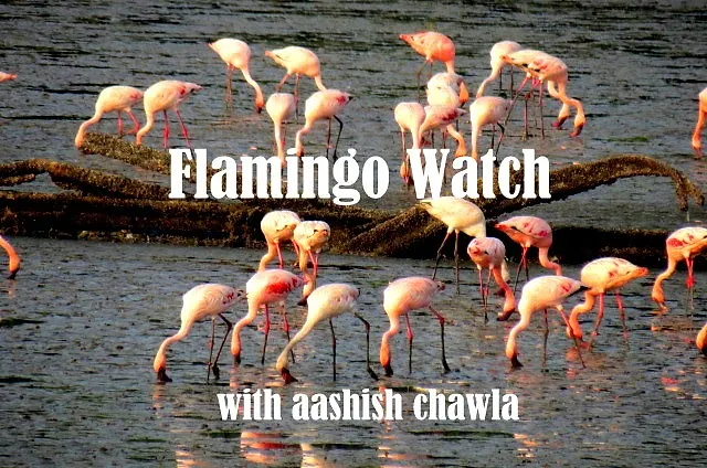 Flamingo Watch at Sewri Mudflats