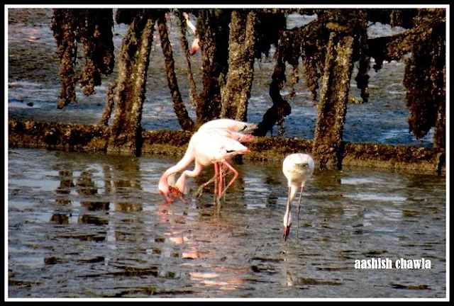 Flamingo Watch at Sewri Mudflats