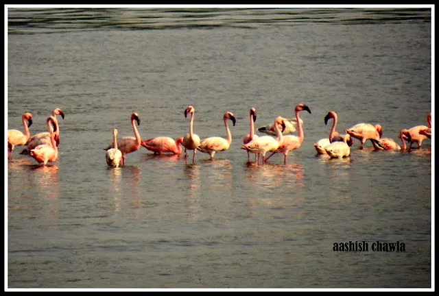 Flamingo Watch at Sewri Mudflats