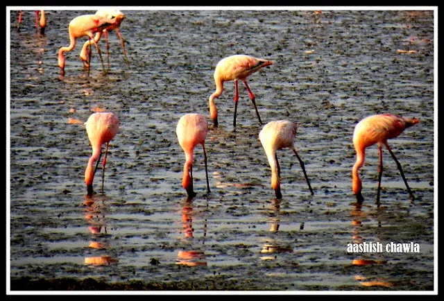 Flamingo Watch at Sewri Mudflats