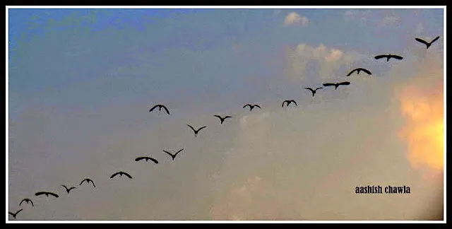 Flamingo Watch at Sewri Mudflats