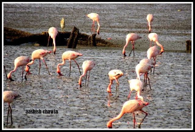 Flamingo Watch at Sewri Mudflats