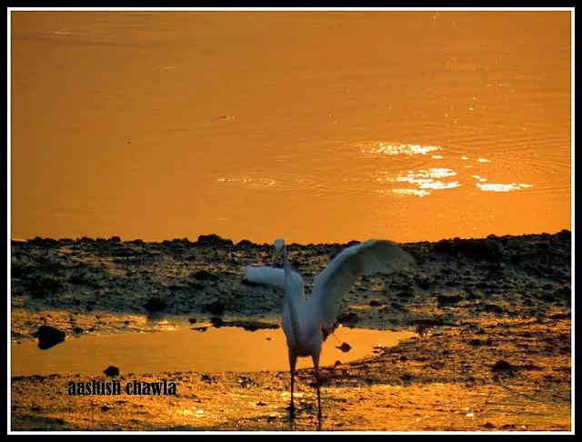 Flamingo Watch at Sewri Mudflats