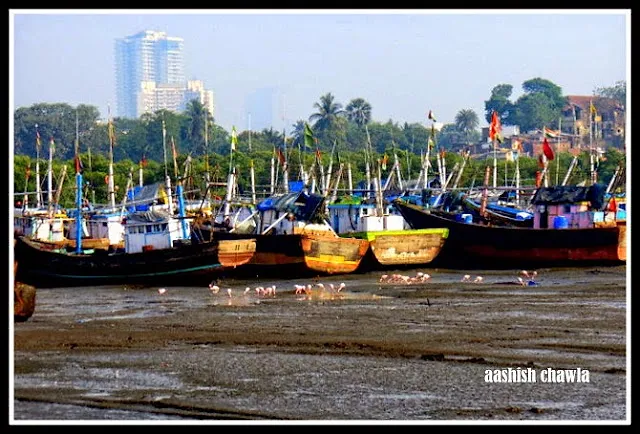 Flamingo Watch at Sewri Mudflats