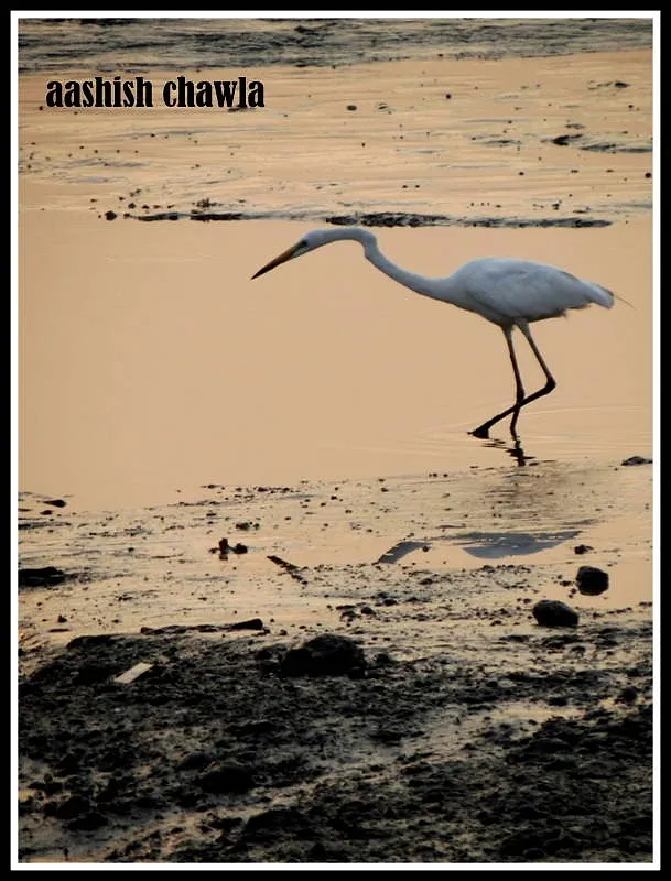 Flamingo Watch at Sewri Mudflats