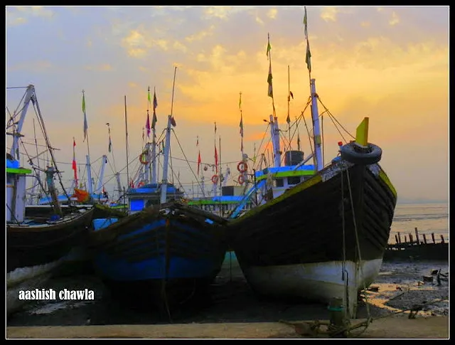 Flamingo Watch at Sewri Mudflats